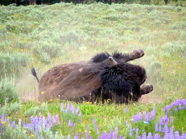 Bison 5