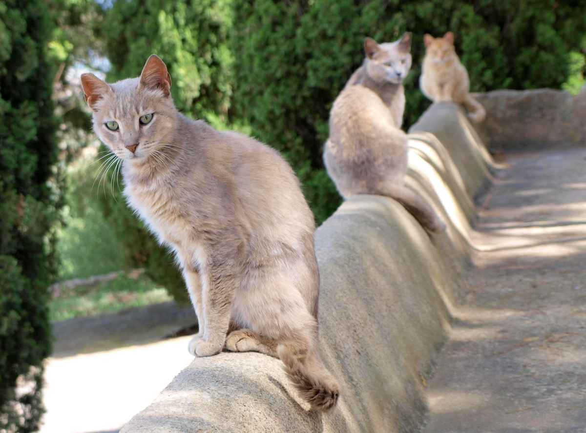 Katzenmauer