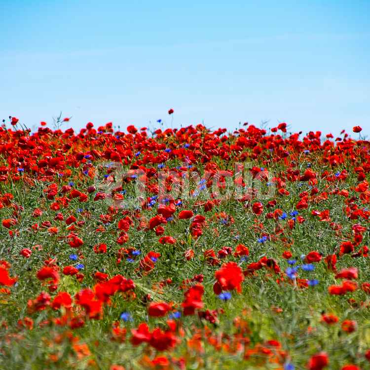 Klatschmohn Feld