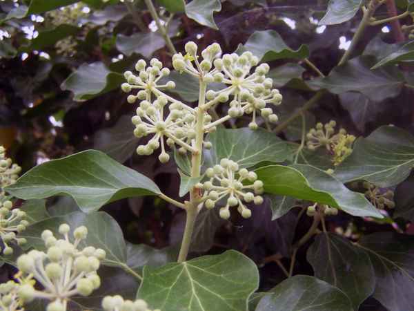 Efeu (Blüten) - Hedera Helix