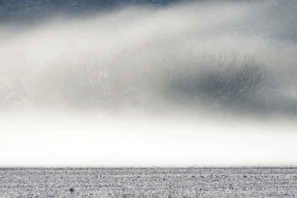 Bodennebel im Schnee