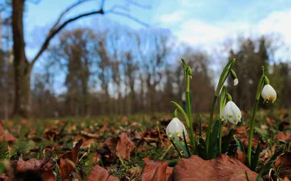 Grüß Gott lieber Frühling