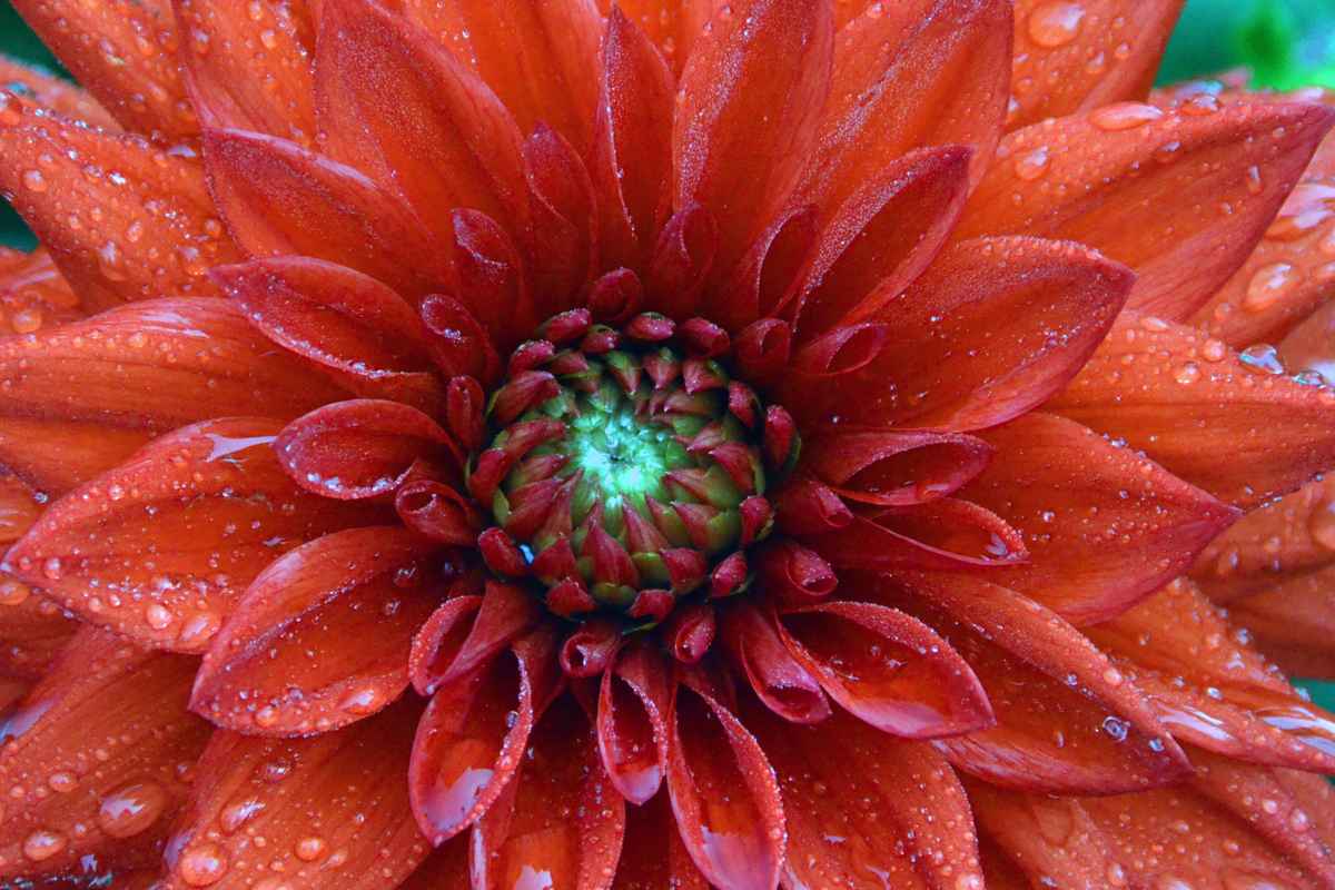 Dahlie