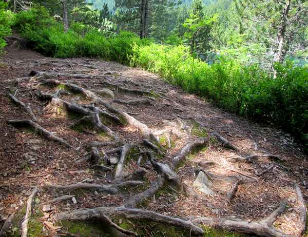 Wurzelweg durch Heidelbeersträucher