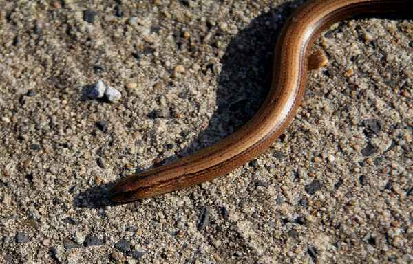 Blindschleiche