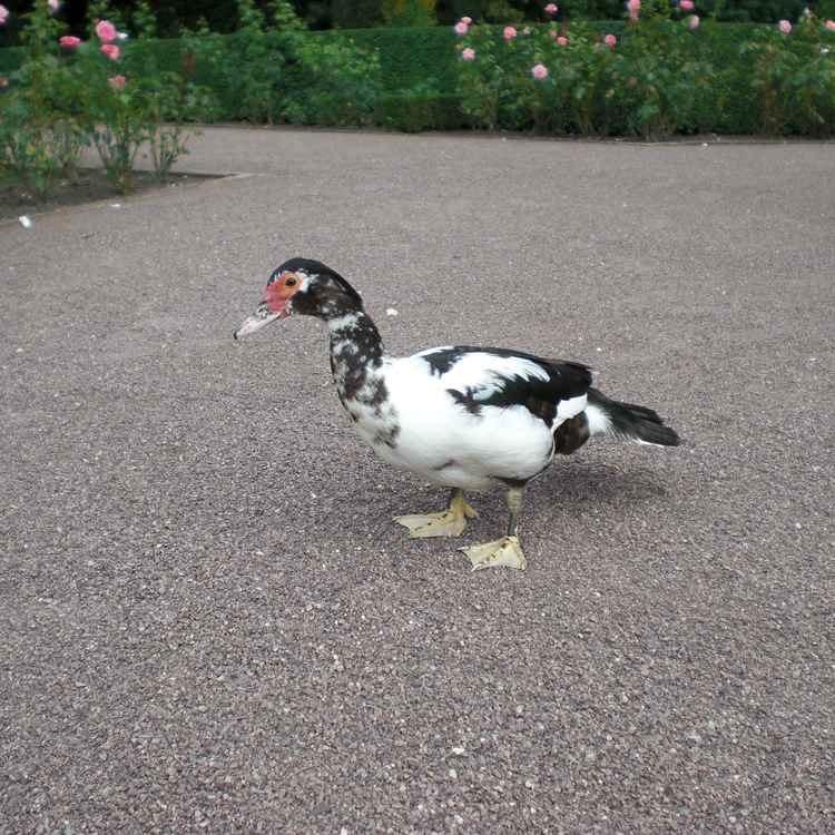 "Plattfuß" auf dem Kiesweg