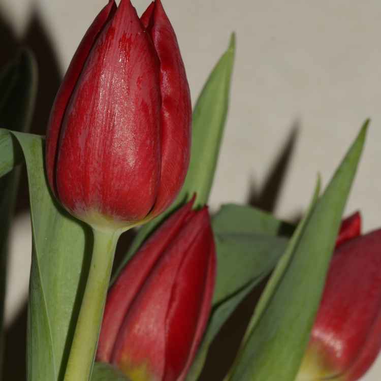 Rote Tulpen