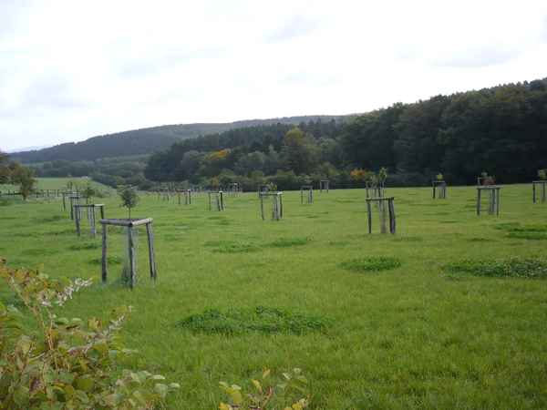 Kleine Bäume