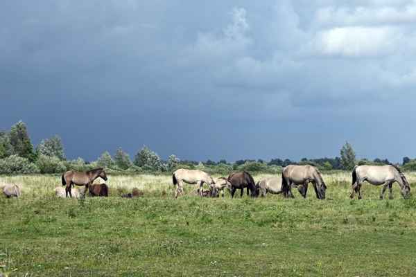 Wildpferde in der Natur