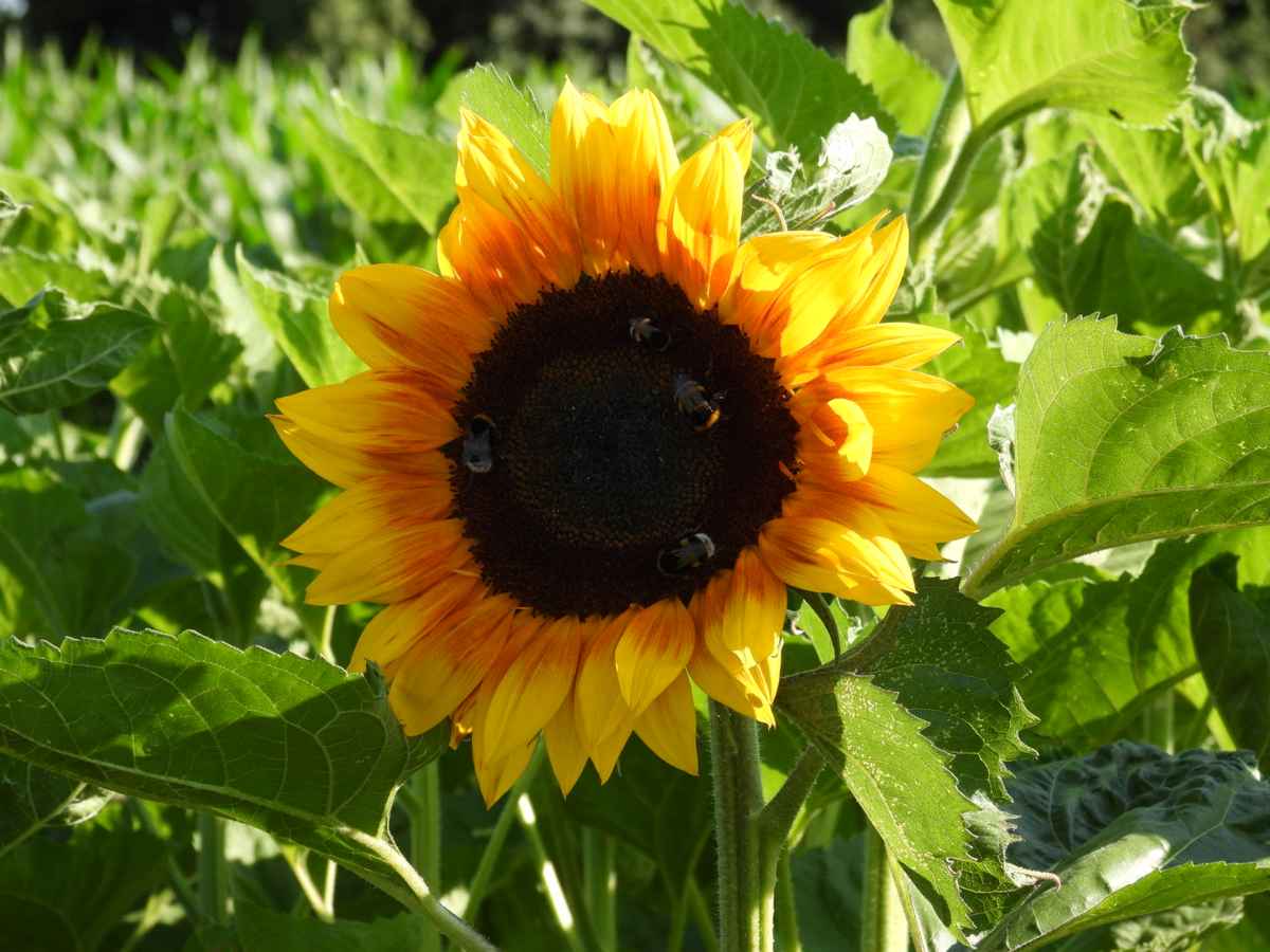 sonnenblume