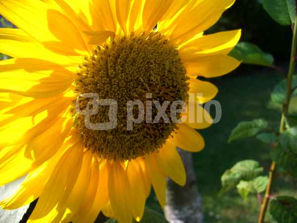 Sonnenblume