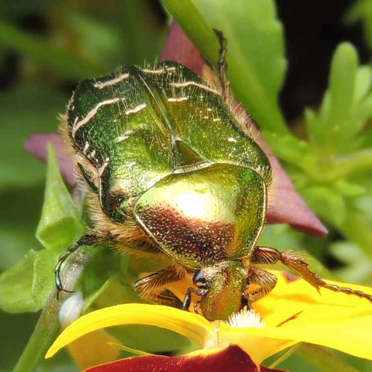 Goldglänzender Rosenkäfer stillt seinen Hunger