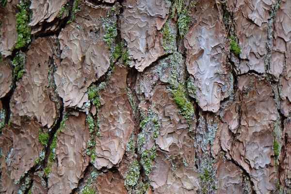 Föhrenstamm ganz nah