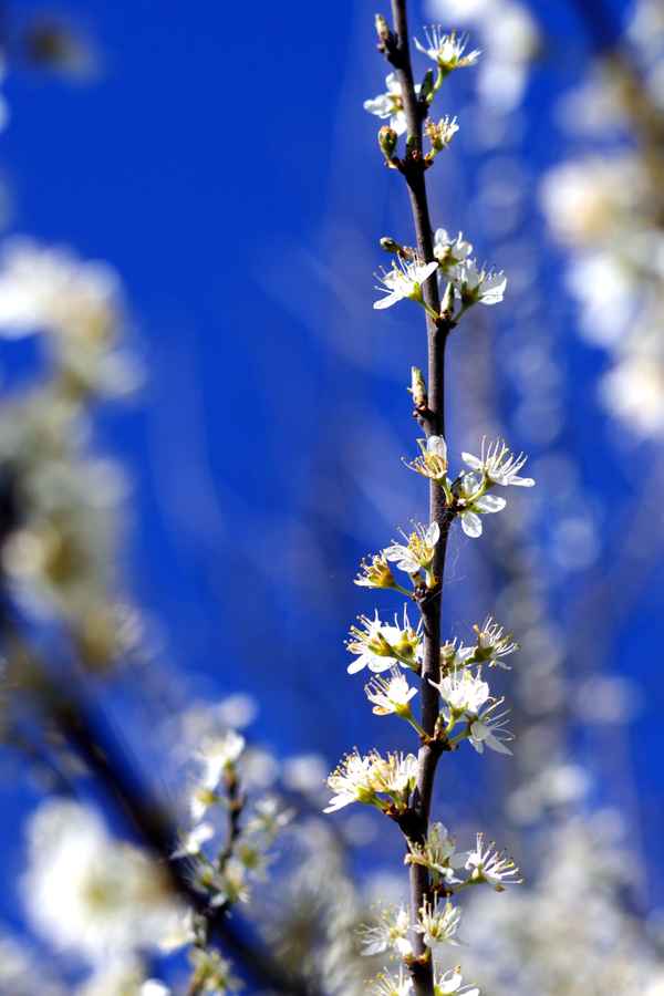 Schlehenblüten im April
