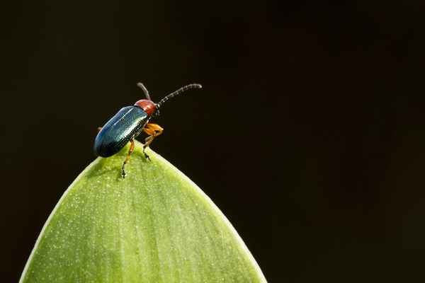 rothalsiges Getreidehähnchen