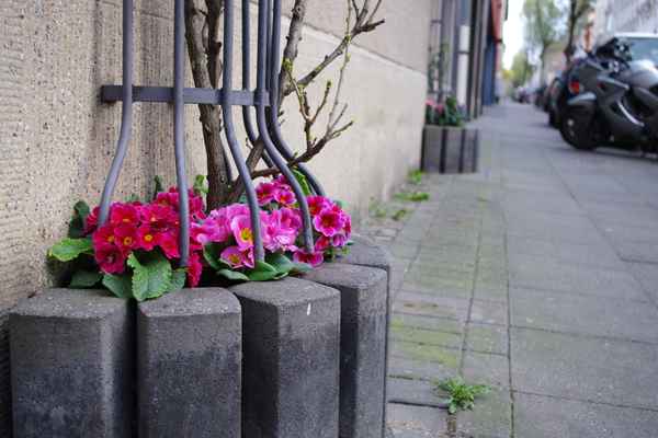 Blumen an Häuserwand