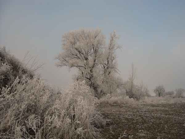 Winter und Raureif 39