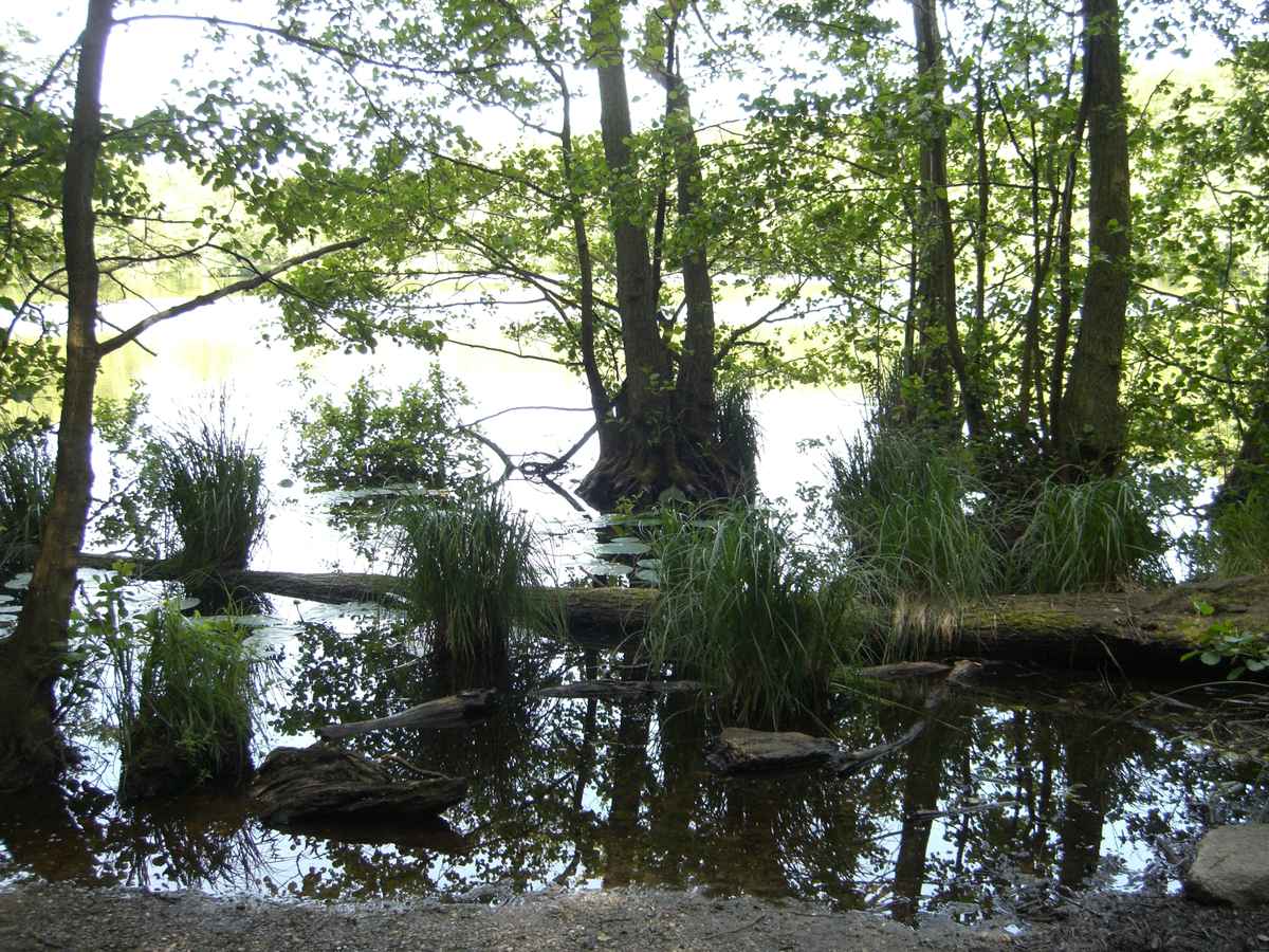 See im Wald