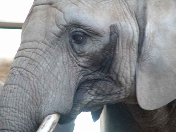 Elefant im Zoo