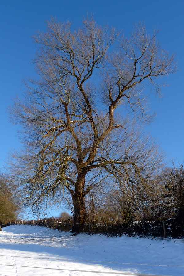 Baumriese in der Wintersonne