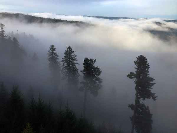 Novembernebel über dem Ellbachsee