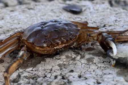 Tiere