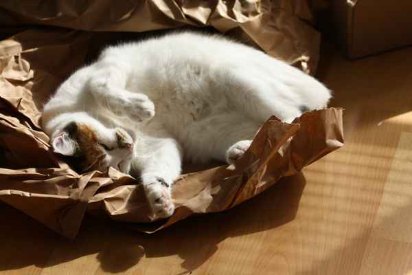 Katze fühlt sich wohl