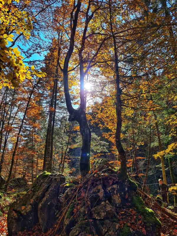 Herbstwald