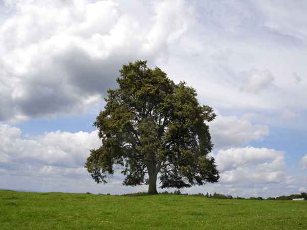 Computer Desktop Hintergrund Foto Bild Baum mit Wiese und Himmel