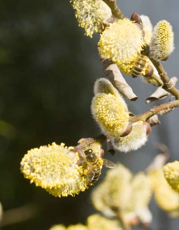 Honigbienen bei der Arbeit