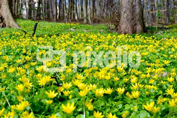 Ranunculus ficaria