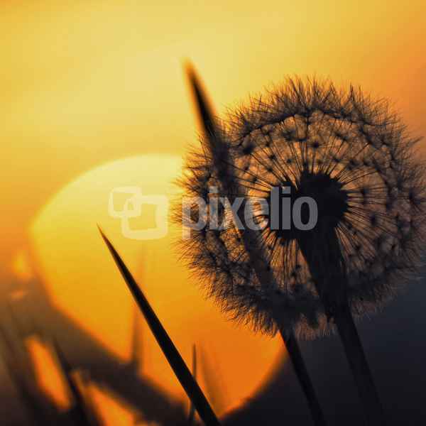 Pusteblume (2)
