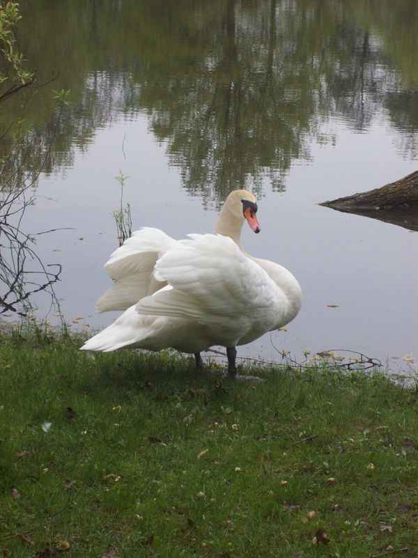 Der Stolze Schwan