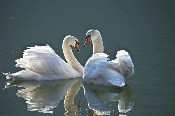 Ein Herz und eine Seele