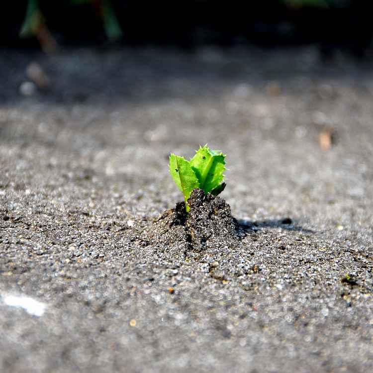 Die Natur findet einen Weg!