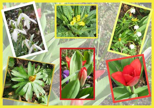 Farbe zieht ein in die Vorgärten