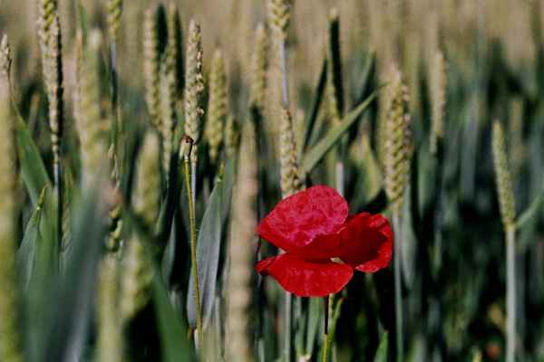 Mohn allein zuhaus