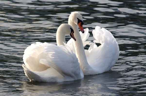 Zweisamkeit und Harmonie