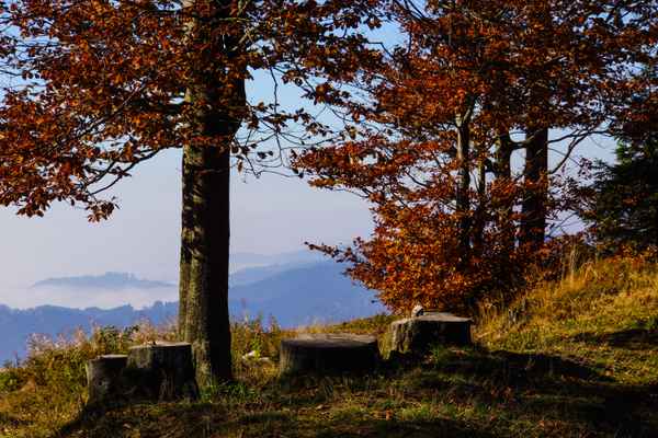 Herbst auf Schwarzwaldhöhen 3