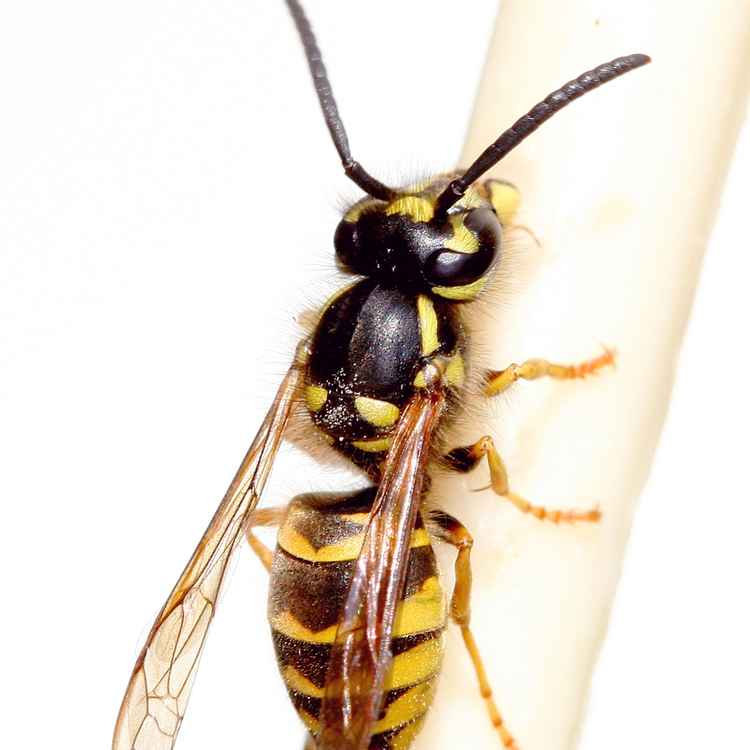 Wespe(2)