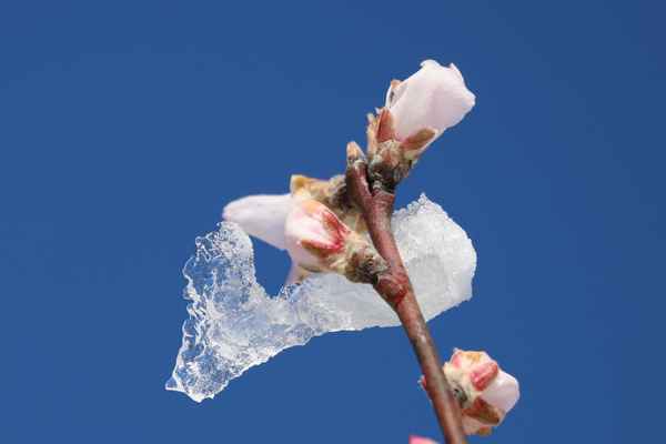 pfirsichblüte bei tauwetter
