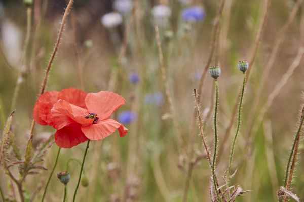 Mohnblume / Foto: Alexander Hauk