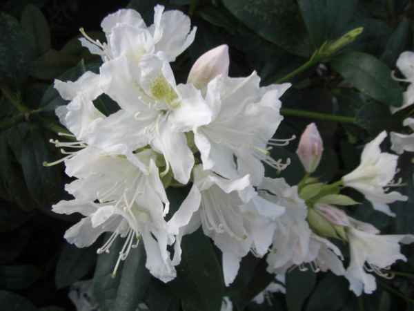 Weisser Rhododendron