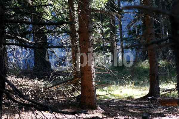 Im Wald 2