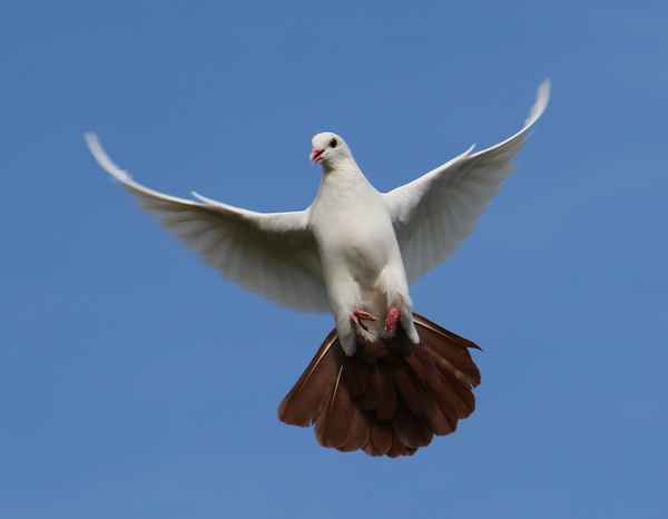 Bakina Taube bei der Rückkehr