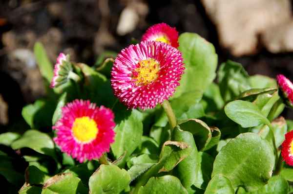 Blumen 2