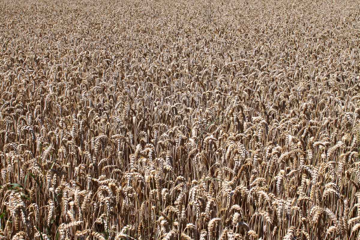Weizenfeld reif