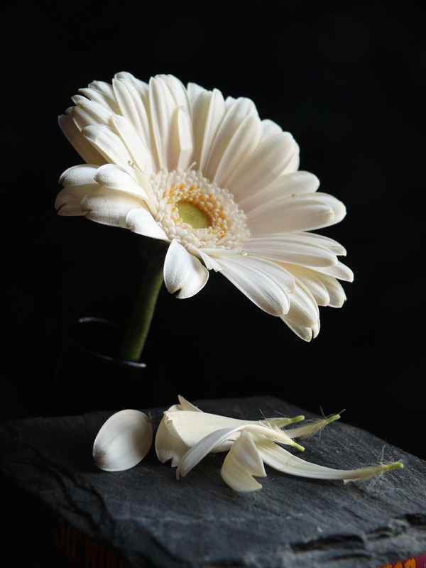 Er/Sie liebt mich - liebt mich nicht - liebt .....  ---