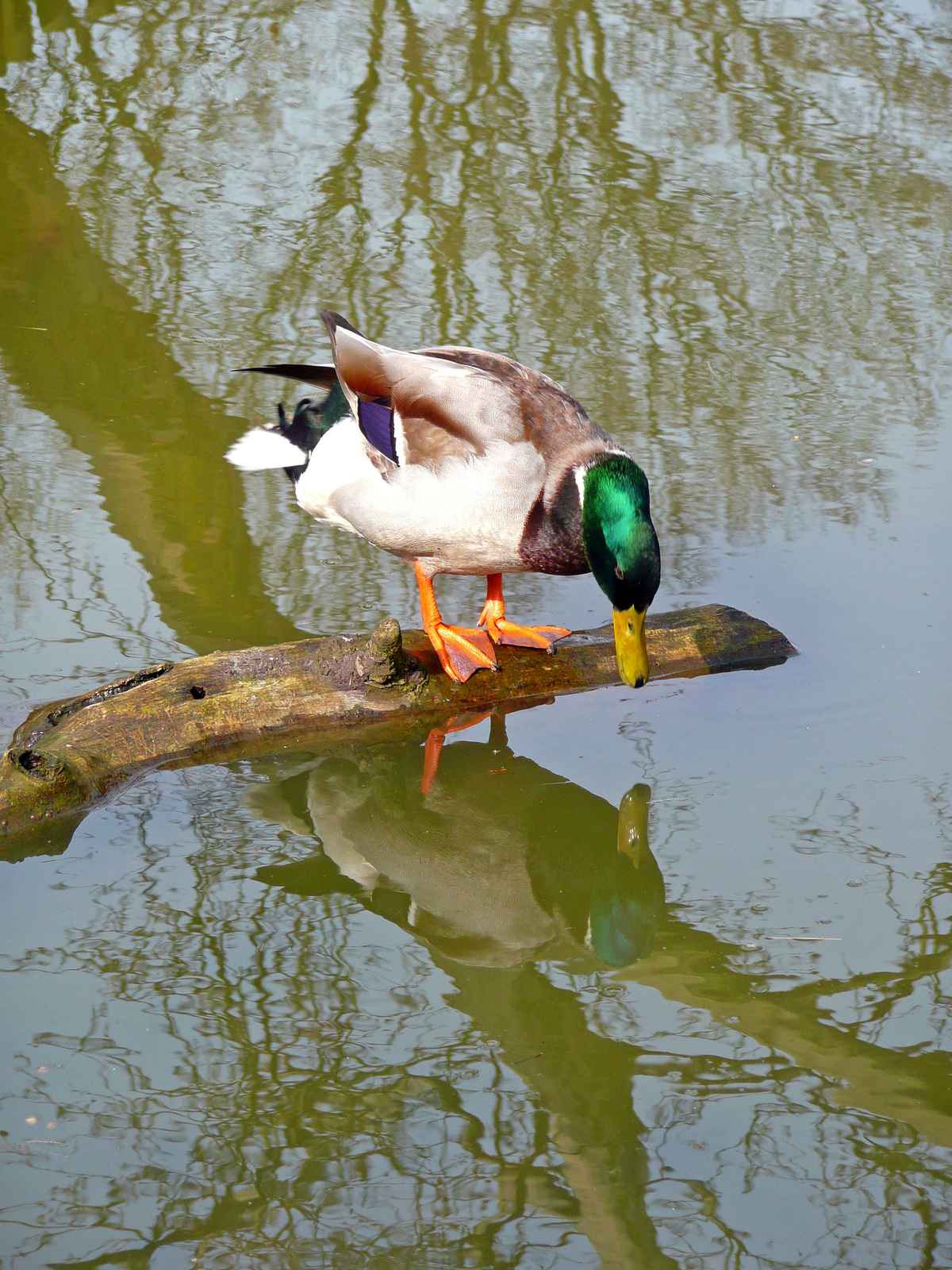 Soll ich - soll ich nicht?