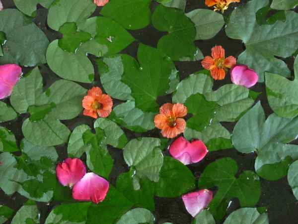 Schwimmende Blumen